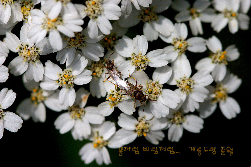 톱풀 이미지