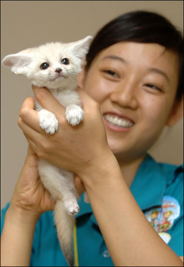 여우 이미지