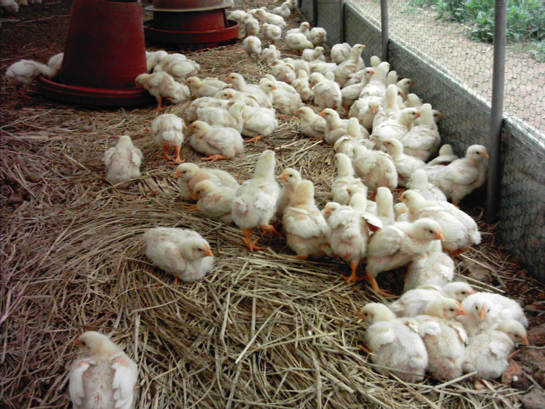 마실촌 기능성 육계용 병아리 사육 현황 보고 2-사진 및 동영상 - 가축 키우기 - 로드넷 마실촌 기능성 육계용 병아리 사육 현황 보고 2-사진 및... 